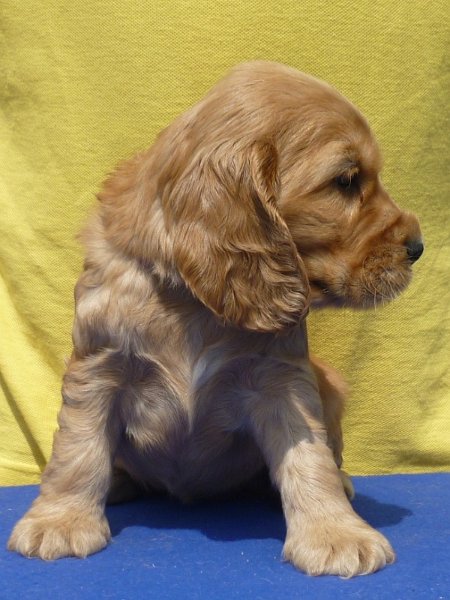 3. Gapy pod Ořechem-růžová.JPG